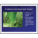 Evidence from fossil leaf “shape”