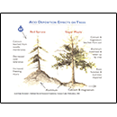 Acid Deposition Effects on Trees